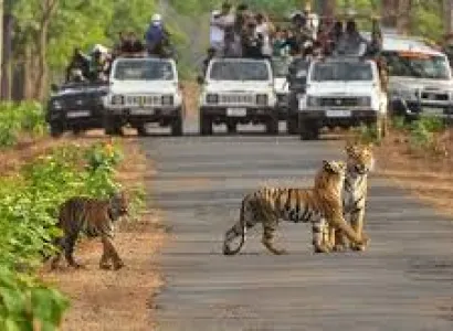 Ranthambore Photography Tour