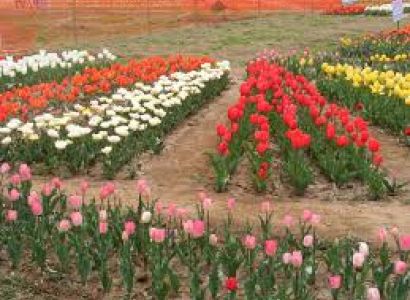 3 Days Tour Of Chandigarh