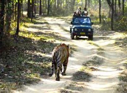 Madhya Pradesh Tiger Safari Tour