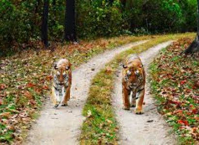 Madhya Pradesh Tiger Safari Tour 5 Days
