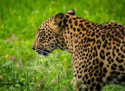 04 Nights- 05 Days Yala National Park Tour