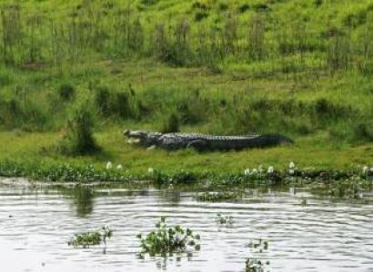 Chitwan Tour and Jungle Safari-2 Nights 3 Days