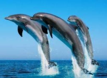 Dolphin View, Fishing, Kayaking, Snorkeling + 2 Other Water Sports with Meal