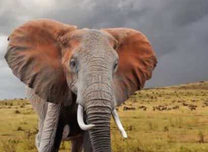 7-Day Kenya Tanzania Wonder Safari