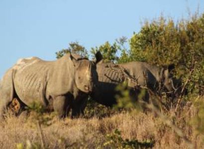 4-days Great Amboseli, Tsavo East & West Safari Kenya
