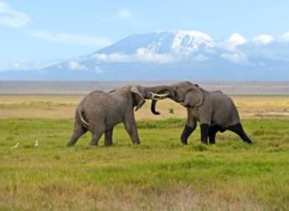 6-Day Masai Mara, Nakuru, Amboseli - Luxury - Safari