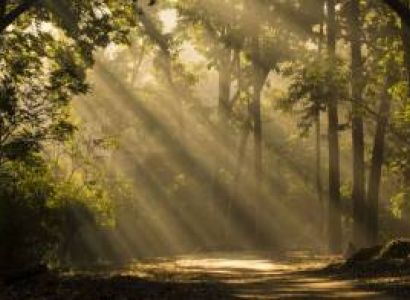 2 Night 3 Days Jim Corbett Package Image