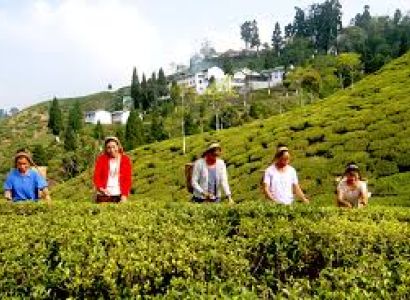 Darjeeling Delights Tour