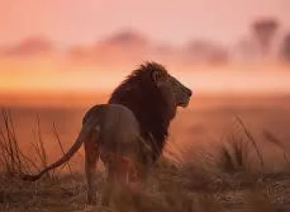 8 Days - 7 Nights Zambia Classic Safari Tour