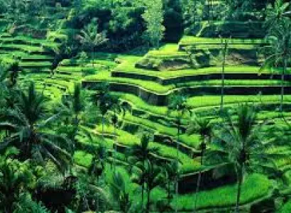 Bali Group Tour Package