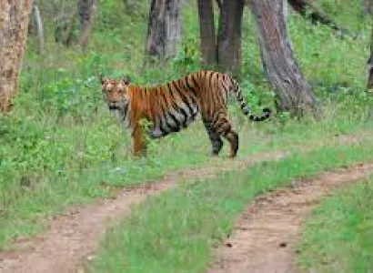 Bandipur and Ooty Tour Package