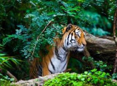 Corbett Nainital Budget Tour Package