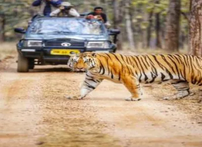 Kanha National Park, MP