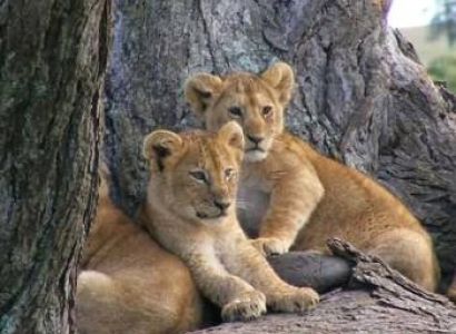 3 Days and 2 Nights in   Ruaha National Park