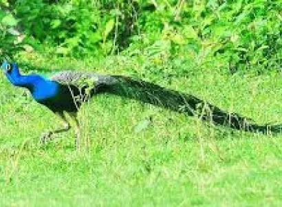 5 Days 4 Night Bagdogra Airport Dooars