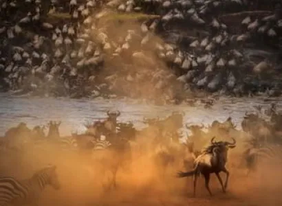 The Great Migration Safari