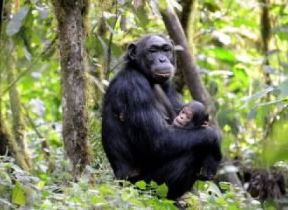 3 Days Uganda Chimpanzee Trekking Safari Tour