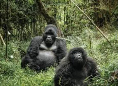 7 Days Uganda Gorilla And Chimpanzee Trekking Safari Tour