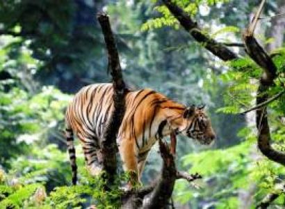 Thekkady Tour 1 Night / 2 Days