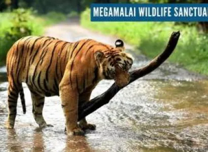 Camping Tour (Megamalai Hills)