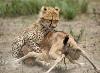 Into the Wildlands for 5 Days - On offer Till 30th December 2020