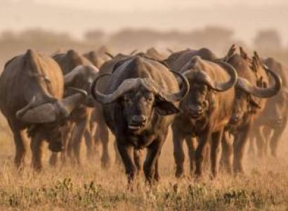 Luxury Tanzania Safari covering Serengeti, Ngorongoro, Tarangire and Lake Manyara