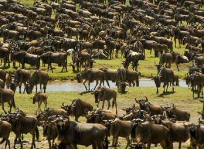 Christmas Bucket List - Journey of the Wildebeest Luxury Safari