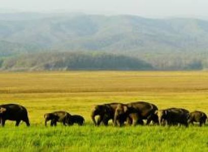 Assam Jungle Safari