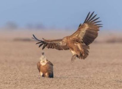 Wildlife Oasis of Desert