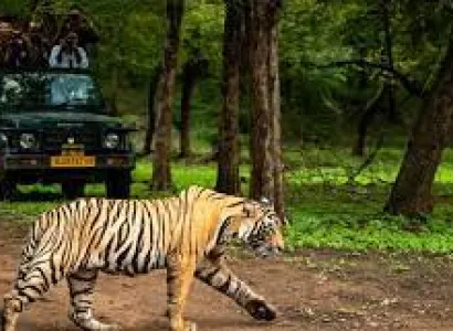 2 Night 3 Days The Land of Mowgli - Pench National Park Tour