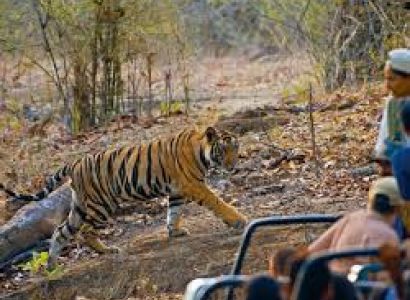 New Delhi Jaipur Agra Orchha Khajuraoo Panna Bandhavgarh National Park Tour