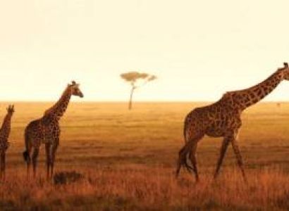 5 Days Budget Camping Safrai in Tanzania