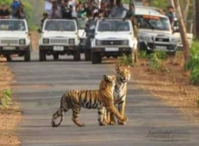 RANTHAMBORE  National Park Safari  BY CAR  Full Day