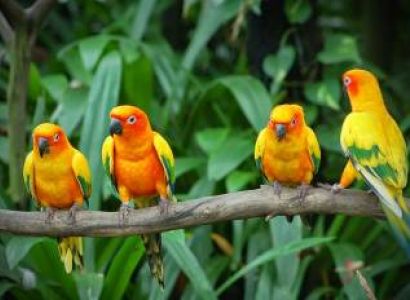Karnala Bird Sanctuary Tour