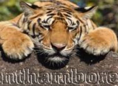 Ranthambore Wildlife Sanctuary Tour