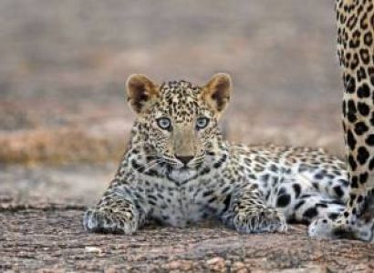Jawai Wildlife Tour