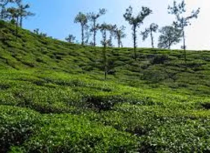 Banglore Mysore Coorg Wayanad Package
