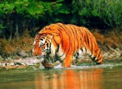 Kolkata Gangasagar Tour with Sundarban Jangal Safari