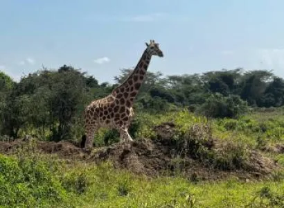 2 Nights 3 Days Maasai Mara Game Reserve