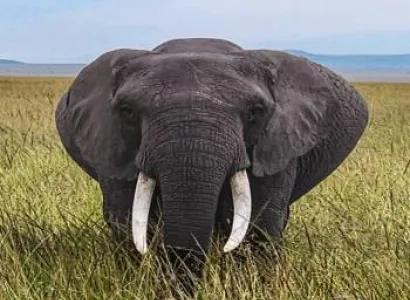 Amboseli National Park Kenya Budget Safari