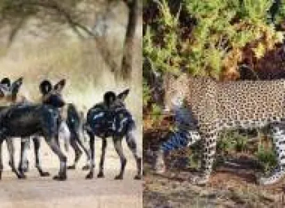 3-Day Samburu National Reserve Safari Trip