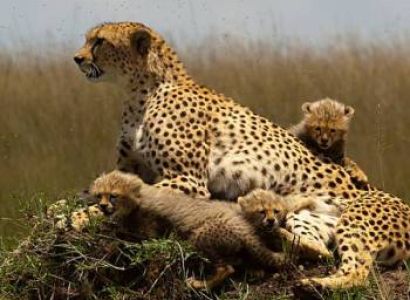 3 Days Maasai Mara Tour