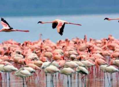 5 Days Lake Nakuru - Maasai Mara Tour