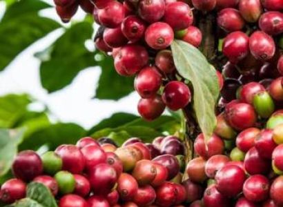 1 Day Karunguru Coffee Farm Day Tour