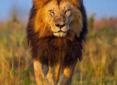 11 Days Kenya Safari Tour