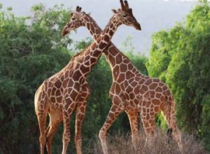 3 Days Samburu Game Reserve Tour