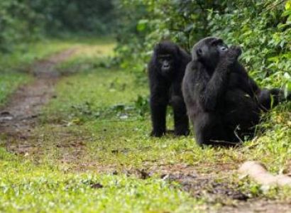 11 Days Gorilla Trekking Expedition Tour