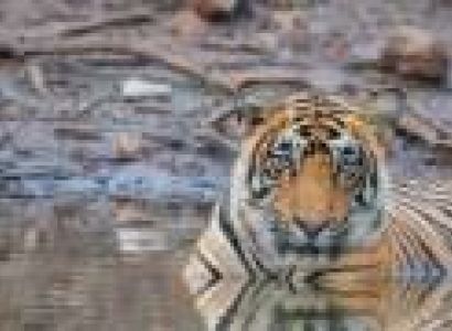 Rajasthan Safari Tour