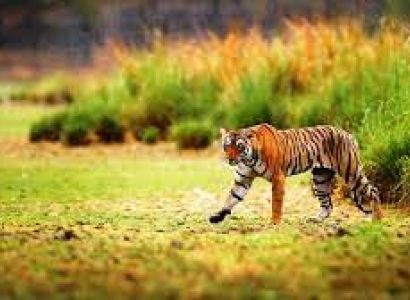 Bhangarh Fort with Sariska National Park Tour