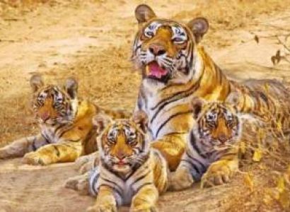 02 Night & 03 Days Sariska Tour Package